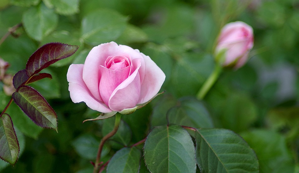 菊痒艳妇小说