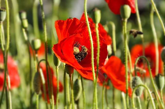 Free Flower Poppy photo and picture