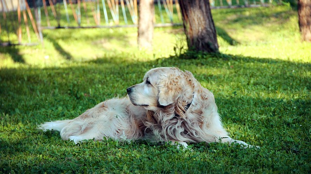Free Golden Retriever photo and picture