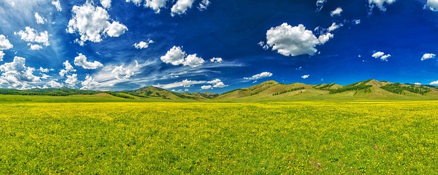 Free The Valley Of Flowers Trollius Download photo and picture