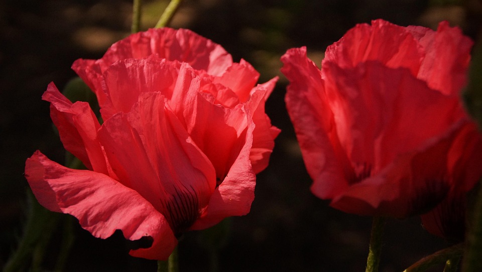 Spring Poppy Poppy Spring Blossoms - Free photo on Pixabay - Pixabay