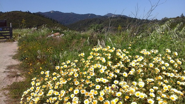 Free Wild Flowers Hills photo and picture