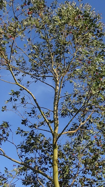 Free Eucalyptus Tree photo and picture