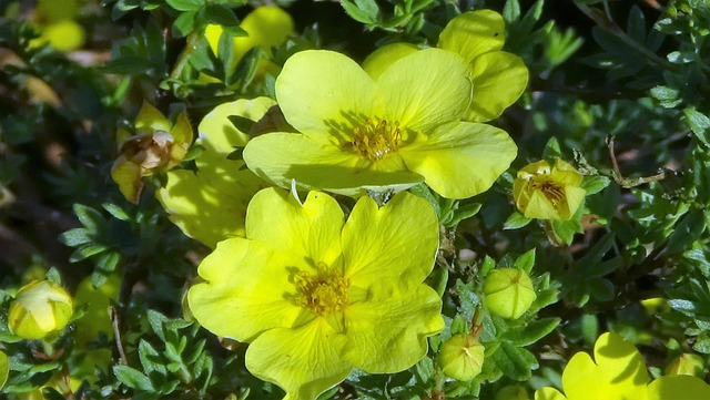 Free Yellow Flower Background photo and picture