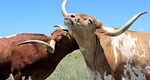 longhorn, cattle, cow