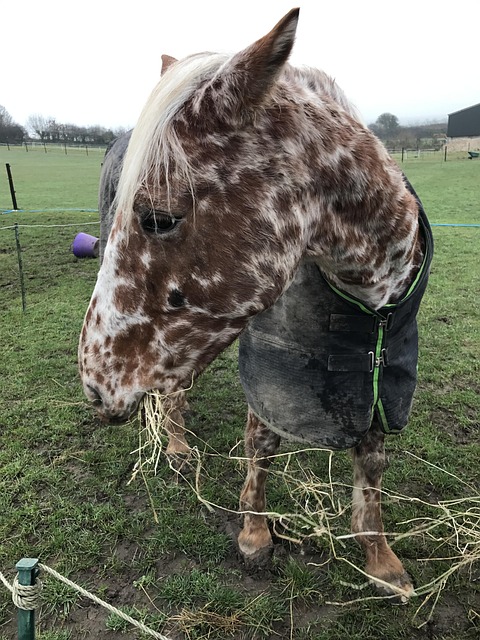 Caballo, Appaloosa, Heno, Animal