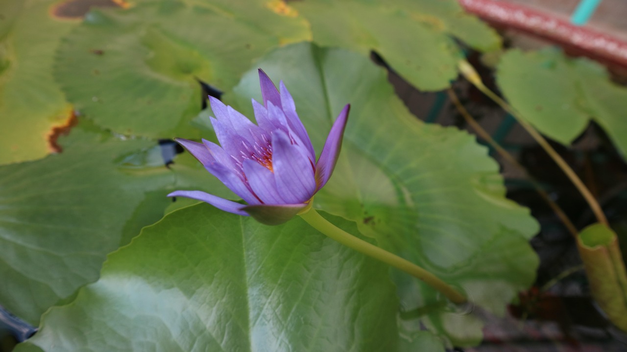 Purple - free online jigsaw puzzle photo
