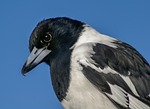 pied butcherbird, butcherbird, feathers