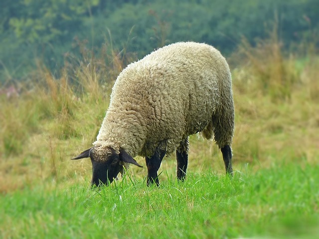Free Sheep Nature photo and picture