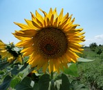 sunflower, nature, sunflower seeds