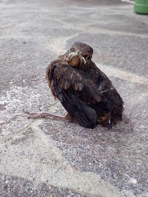 Free Blackbird Maiden Flight photo and picture