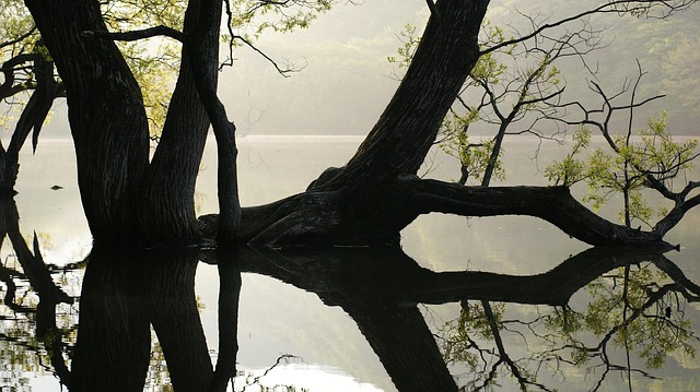 Free The Main Production Willow photo and picture