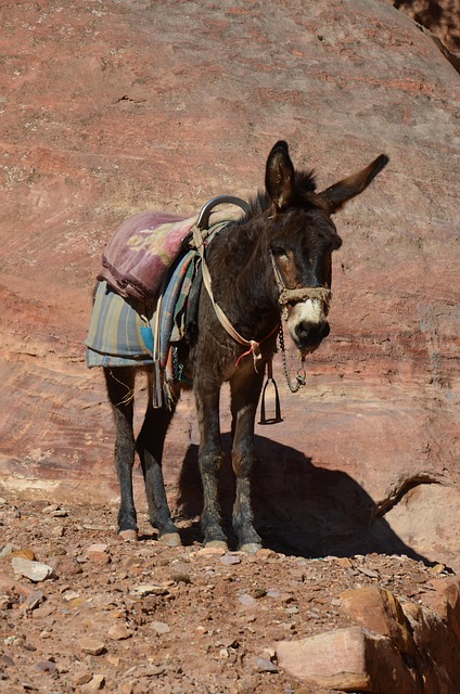 Free Donkey Animal photo and picture