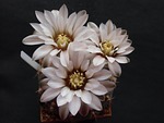 flower, cactus, flora