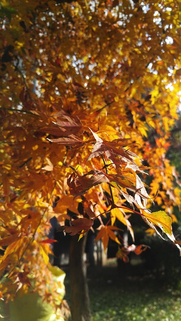 Free Autumn Leaves Autumn photo and picture