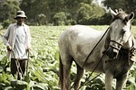 tobacco, farm, farmer