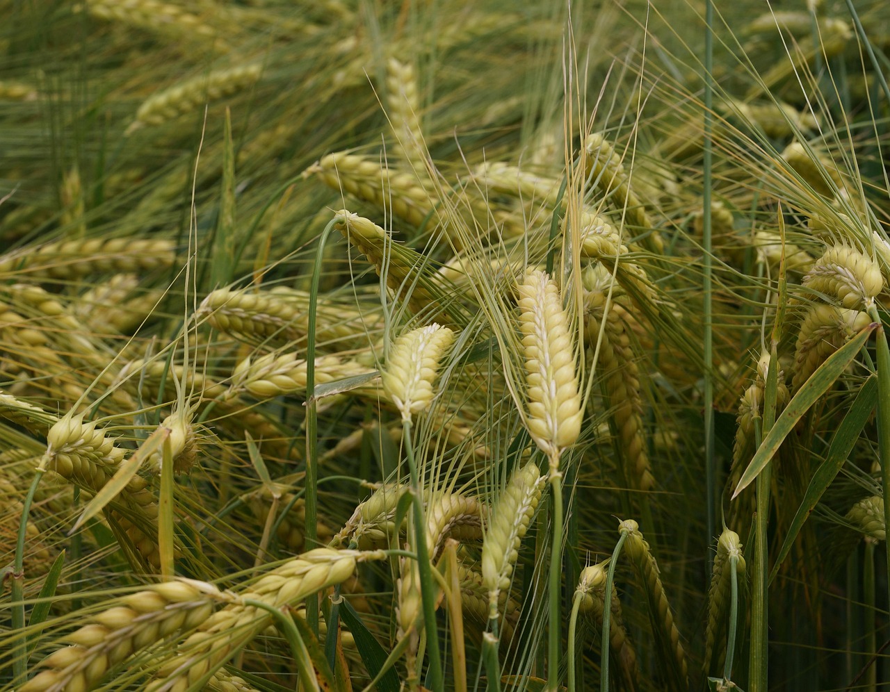Getreide Natur Landwirtschaft - Kostenloses Foto auf Pixabay - Pixabay Getreide Natur Landwirtschaft - Kostenloses Foto auf Pixabay - Pixabay