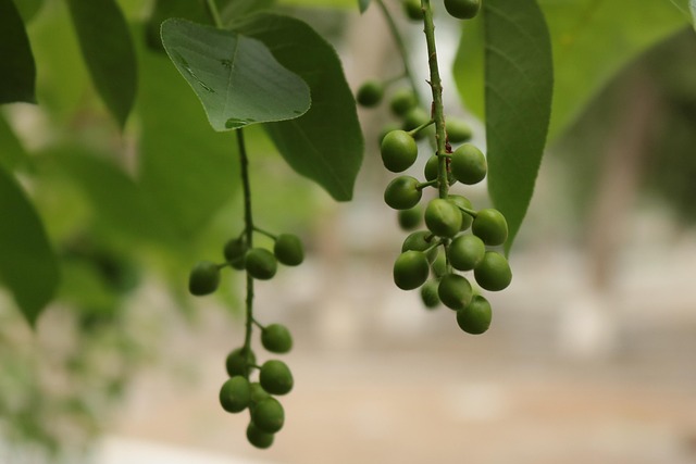 Free Bird Cherry Tree photo and picture