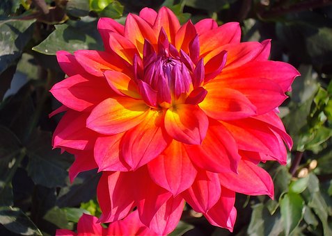 Free Flower Pretty photo and picture