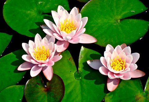 Free Lily Pad Lilies photo and picture