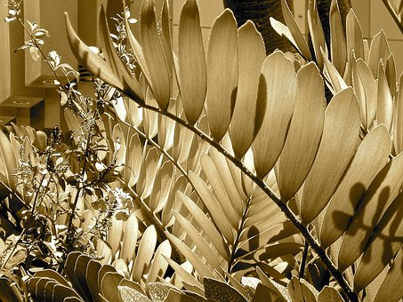 Free Plant Sepia photo and picture