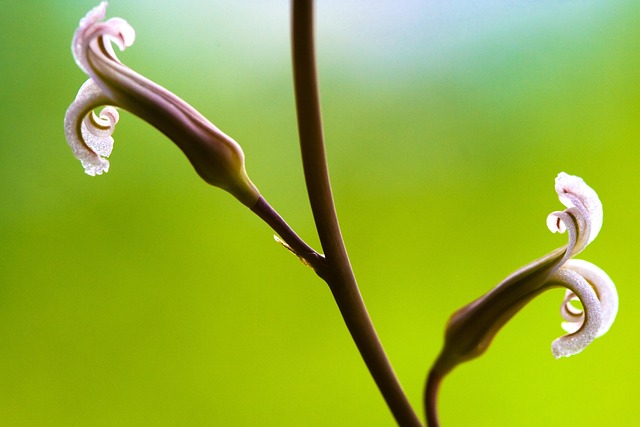 Free Cactus Flower Flower Wallpaper photo and picture