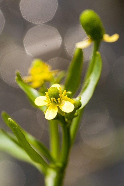 Free Wild Flower Plant photo and picture