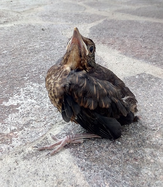 Free Blackbird Young Bird photo and picture