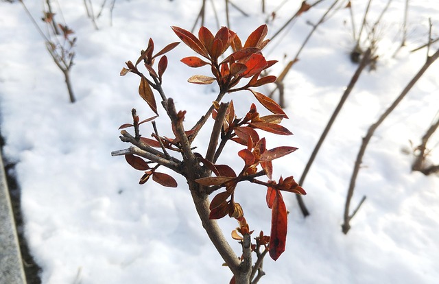 Free Leaf Tree photo and picture