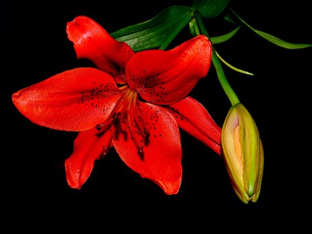 Free Lily Flower Wallpaper photo and picture