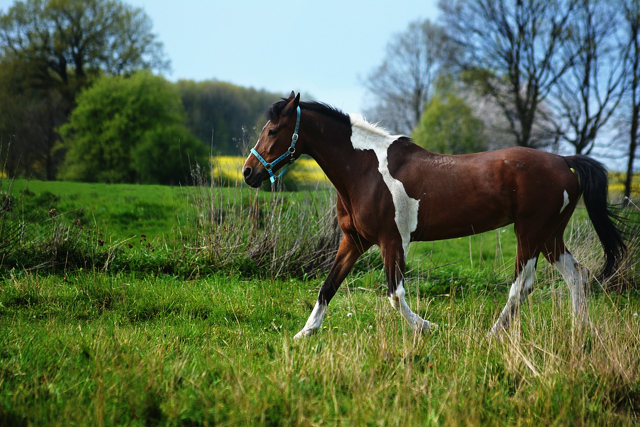 Horse - free online jigsaw puzzle photo