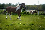colorful horse, traffic, gear