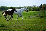 the horse, mare, offspring