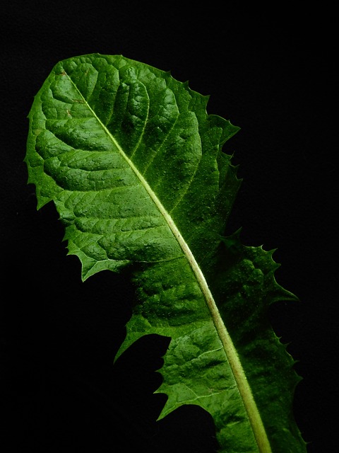 Free Leaf Nature photo and picture