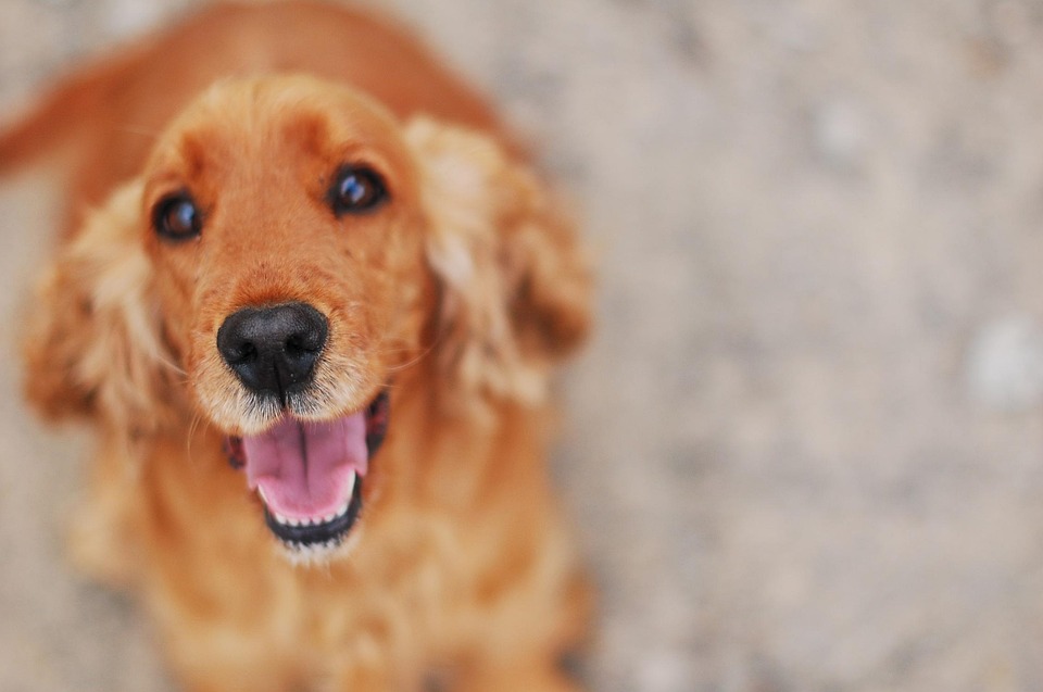 Dog, Spaniel, Cocker Spaniel, Cocker Spaniel English