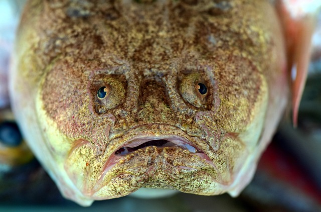 Free Fish Fish Head photo and picture