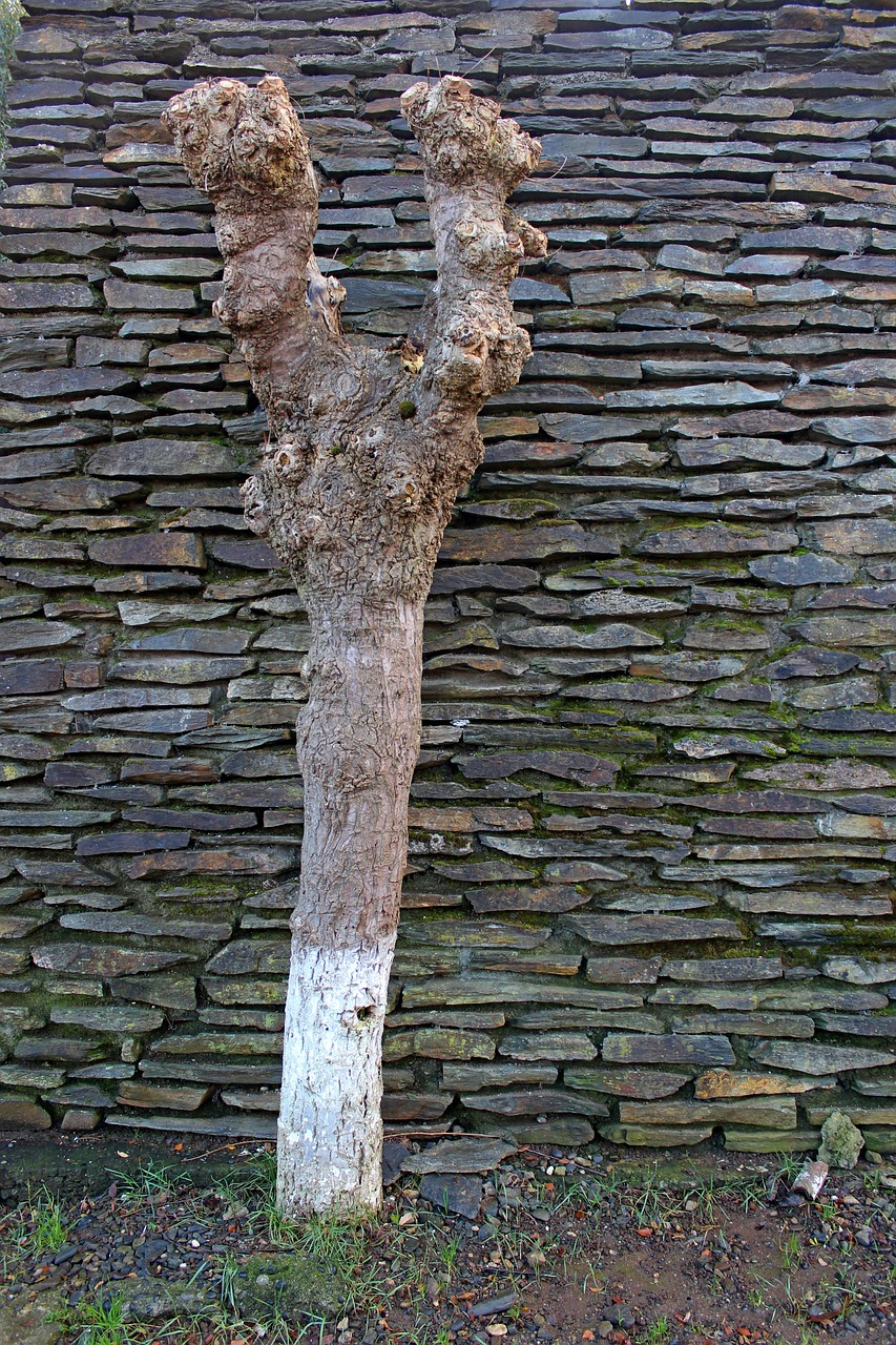 Spring Tree Trunk Tree Trunk Spring - Free photo on Pixabay - Pixabay