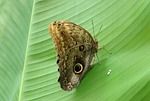 butterfly, nature, insect