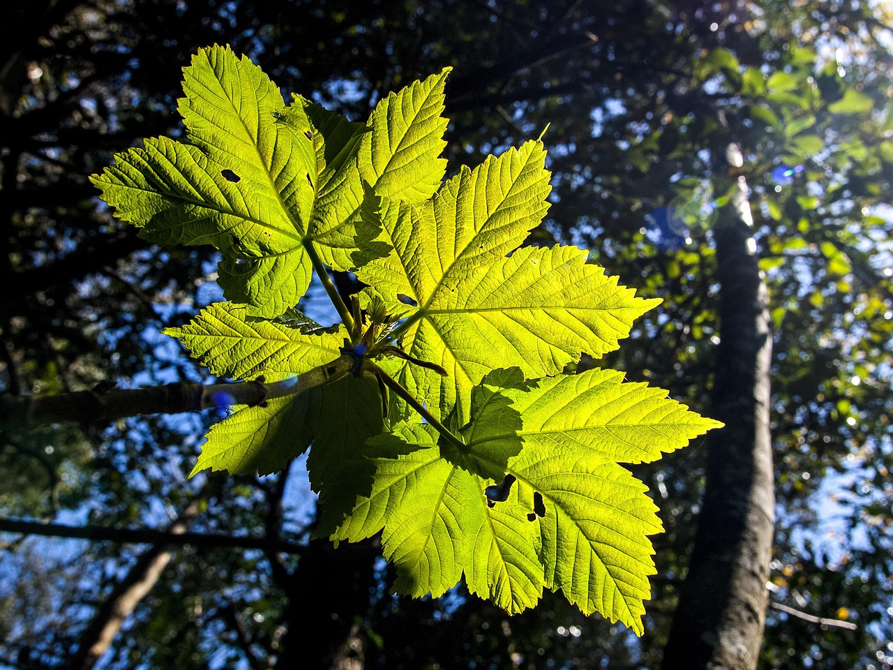 Leaves Tree - Free photo on Pixabay - Pixabay