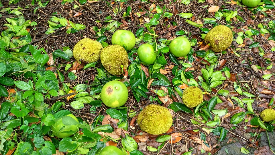 Jackfruit Soil Free photo on Pixabay Pixabay