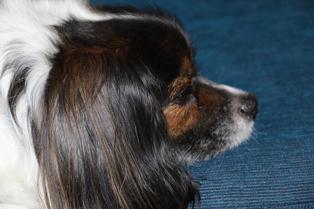 Free Animals Dog photo and picture