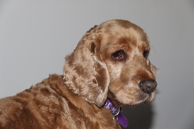 Free Pet Dog photo and picture