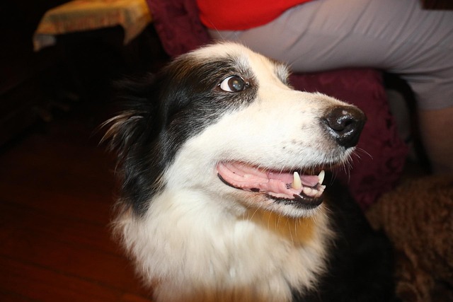 Free Pets Dog photo and picture