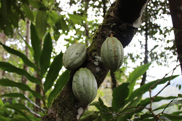 Free Tree Fruit photo and picture