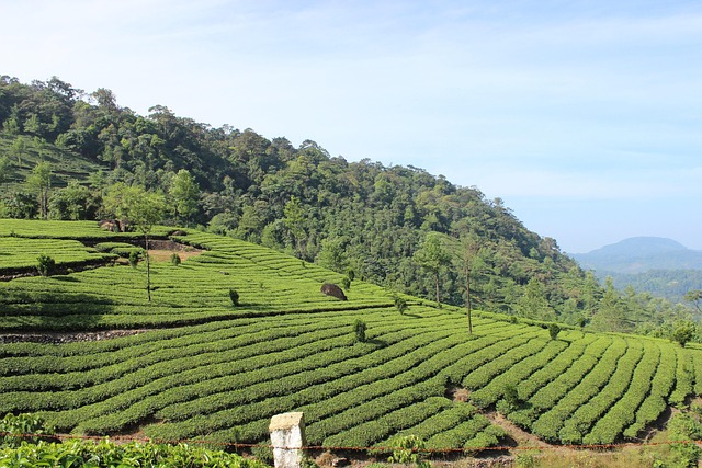 Free Tea Plantation photo and picture