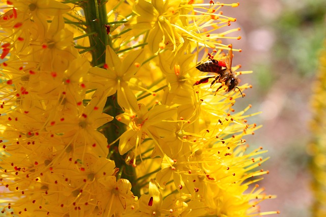 Free Summer Bee photo and picture