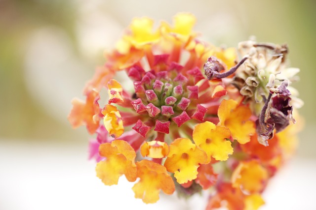Warna Bunga Kuning - Foto gratis di Pixabay - Pixabay
