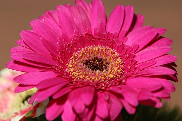 Free Spring Flower Wallpaper photo and picture