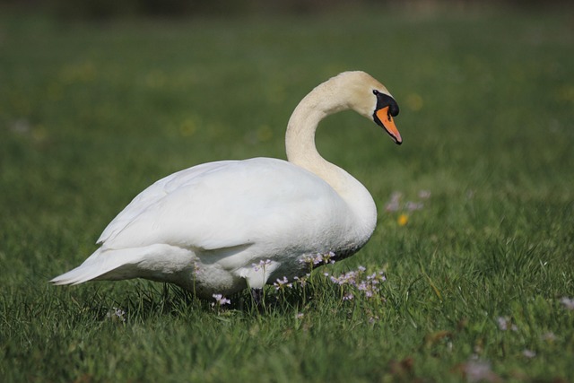 Free Fauna Animal photo and picture