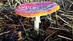 mushroom, autumn, dotty